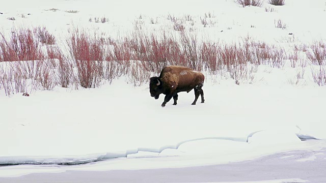 冬天，黄石国家公园里的野牛沿着冰冻的河流向左行走视频素材