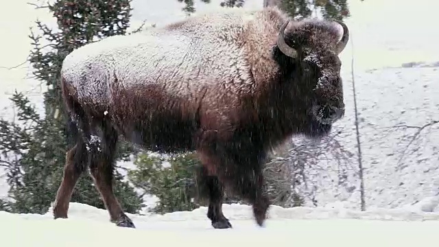冬天里，黄石国家公园里的野牛快速向右行走视频素材
