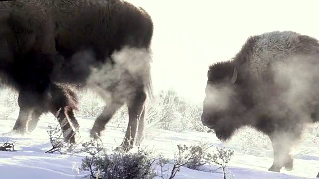 野牛带着热气，走到左边，黄石国家公园，在冬天视频素材