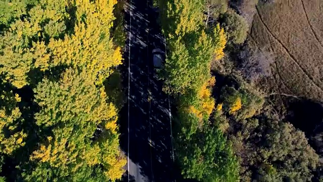 美丽的垂直俯瞰无人机拍摄的一辆汽车在一条孤独的道路上在加利福尼亚山脉，树木正在改变颜色。视频素材