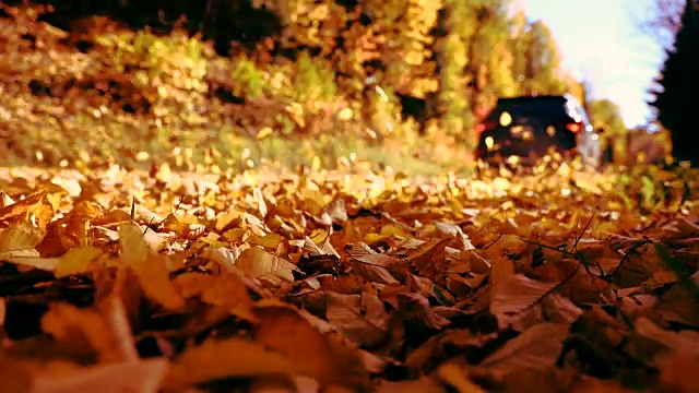 在加拿大的秋天里，在落叶中开车视频素材