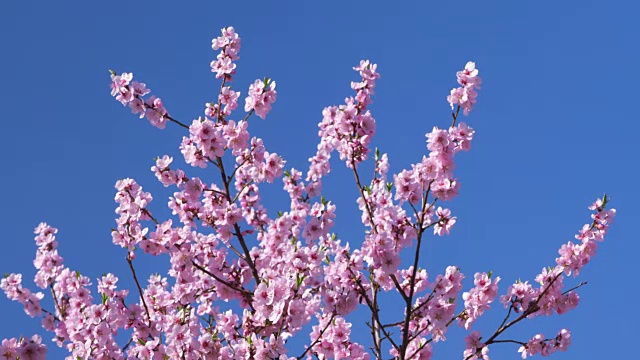杏树在春天开花。巴伐利亚,德国。视频素材