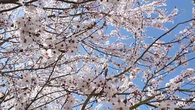 蓝色背景的春花视频下载