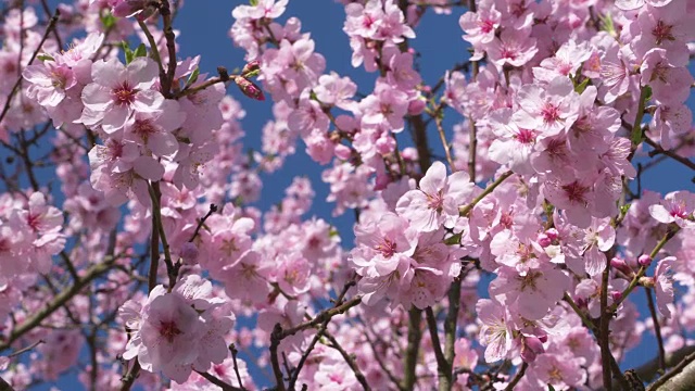 杏树在春天开花。巴伐利亚,德国。视频素材