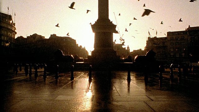 鸽子飞过特拉法加广场，经过纳尔逊纪念柱和狮子雕像/伦敦视频素材