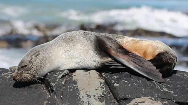南美海狗，福克兰群岛视频下载