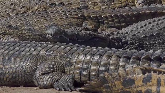 在非洲，一只巨大的鳄鱼张开了嘴巴，一大群鳄鱼在晒太阳视频下载