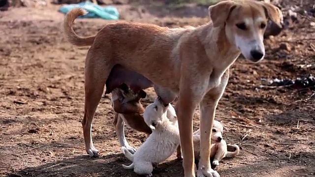 动物喂养小狗视频素材