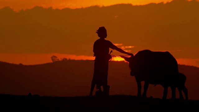 广角剪影的人在日落抚摸水牛/托拉加，西里伯斯，印度尼西亚视频素材