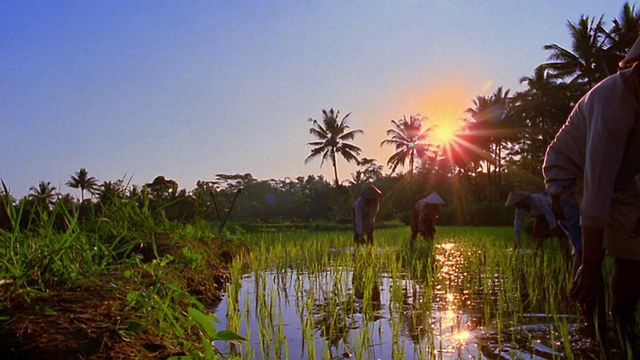 宽镜头起重机拍摄巴厘人在稻田/印度尼西亚工作的慢镜头视频素材