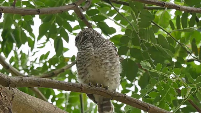 斑点猫头鹰在树上清洁自己。视频下载