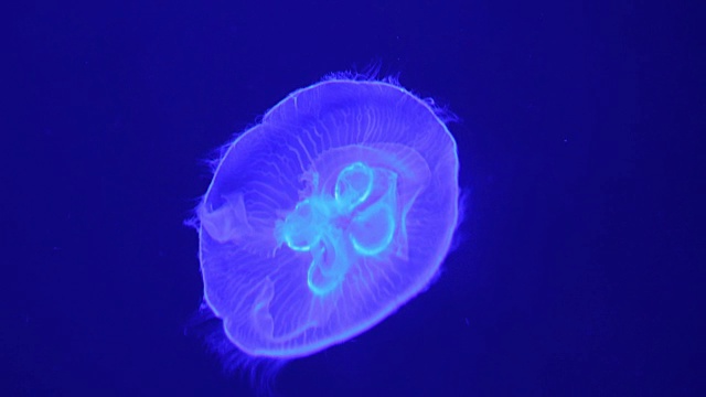 一群浅蓝色的水母视频素材