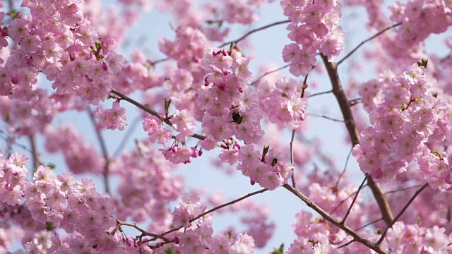 在春天用大黄蜂和樱桃李来接近开花的樱桃枝。巴伐利亚,德国。视频素材
