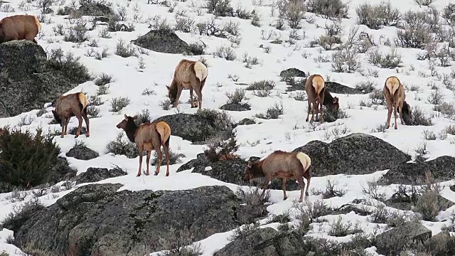 麋鹿群在岩石山坡上，黄石国家公园，怀俄明州视频下载