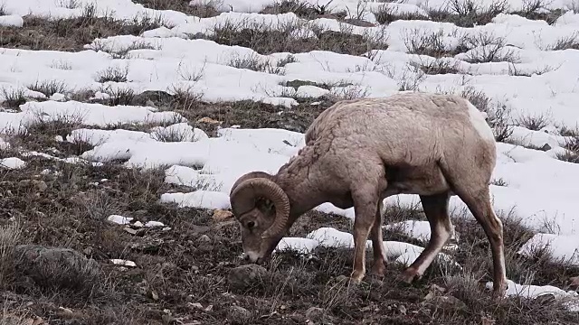 在怀俄明州黄石国家公园山坡上吃草的大角绵羊视频下载