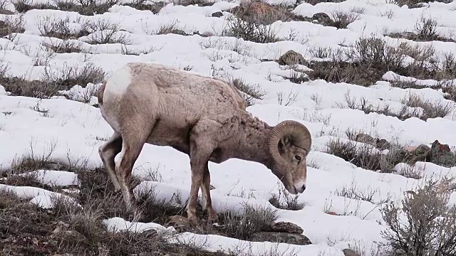 在怀俄明州黄石国家公园山坡上吃草的大角绵羊视频素材