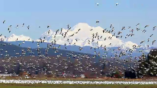 美国华盛顿斯卡吉特山谷，一群雪鹅在田野上空飞翔，背景是白雪覆盖的贝克山视频素材