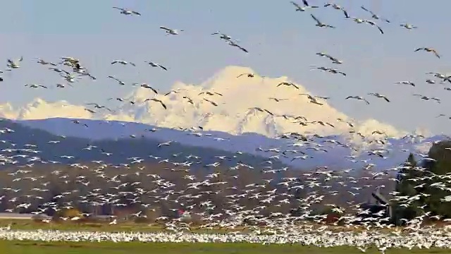 美国华盛顿斯卡吉特山谷，一群雪鹅在田野上空飞翔，背景是白雪覆盖的贝克山视频素材