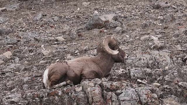 怀俄明州黄石国家公园休息的大角绵羊视频下载