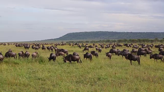 坦桑尼亚，塞伦盖蒂国家公园，迁徙季节的角马群视频下载