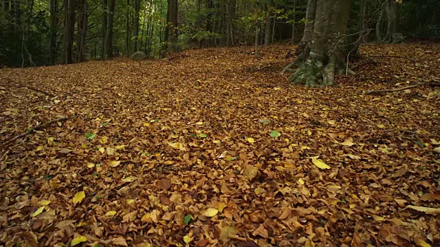 W/S沿着秋天的森林向前走，地上长满了树叶视频素材