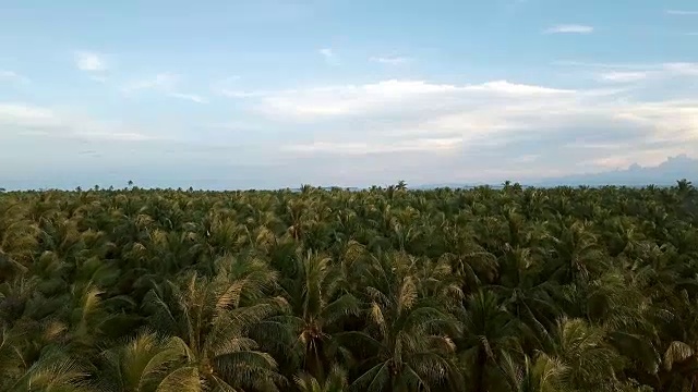 热带岛屿上的棕榈树的空中(无人机)视图视频素材