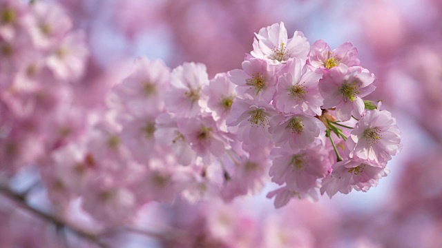 在春天关闭樱花的枝条，樱。巴伐利亚,德国。视频素材
