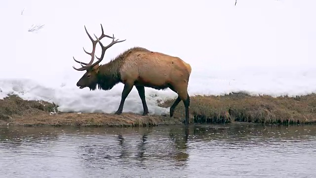 在怀俄明州的黄石国家公园，沿着麦迪逊河放牧的麋鹿视频下载