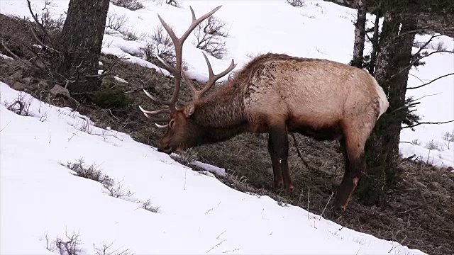在怀俄明州黄石国家公园山坡上吃草的麋鹿视频下载