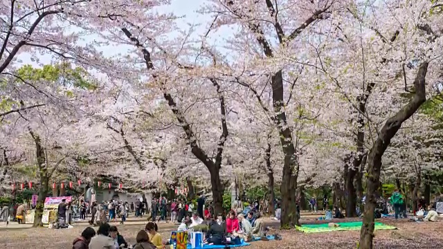 日本东京，人们在樱花下放松视频素材