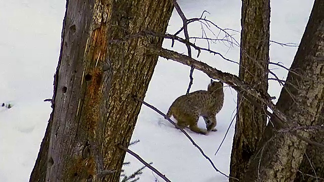 雪中的山猫，黄石国家公园，冬天视频下载
