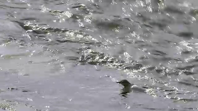 冬季，在黄石国家公园的费尔斯通河，北斗七星在水下搜寻食物视频下载