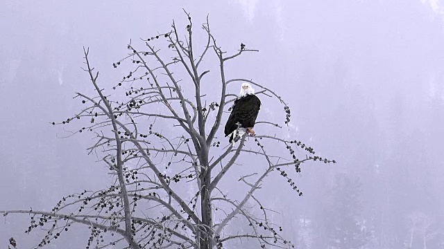 冬天，黄石国家公园，秃鹰坐在枯树上视频下载