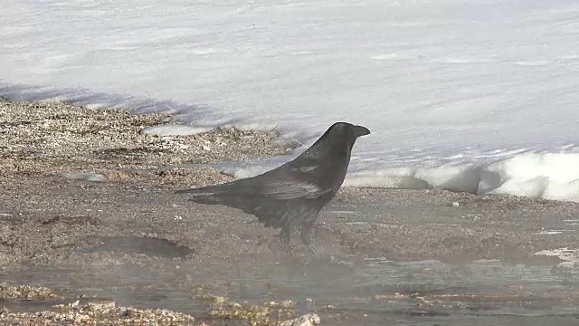 冬天，怀俄明州黄石国家公园，在潮湿的地热地区寻找食物的乌鸦视频下载