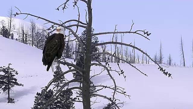 冬天，黄石国家公园，秃鹰坐在枯树上视频下载