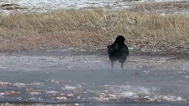 冬季，黄石国家公园，地热地区，在地面上搜寻食物的乌鸦视频下载