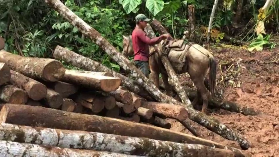 中等拍摄的Kichwa印第安人从厄瓜多尔亚马逊拉木材作为木材出售。视频素材