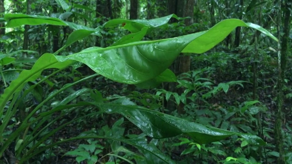 暴雨后厄瓜多尔亚马逊热带植物的潮湿，深绿色的叶子中等拍摄。视频素材