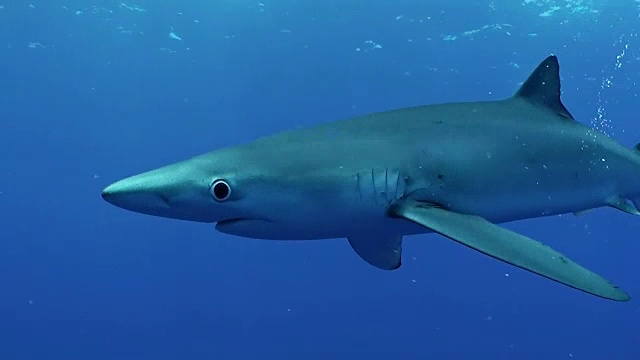 近距离观看蓝色鲨鱼游泳近水面，大西洋，亚速尔群岛，葡萄牙。视频素材