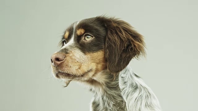 可爱的小Epagneul Breton狗的肖像视频素材