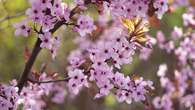 樱桃李树，紫色李树，桃李与紫色的粉红色花在背光，春天。巴伐利亚,德国。视频下载