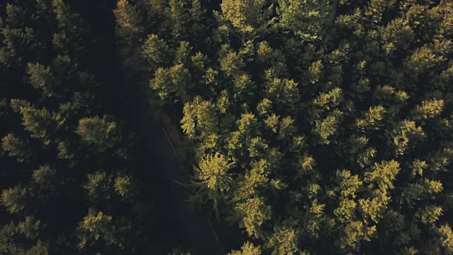 上方的绿色森林-无人机拍摄视频素材
