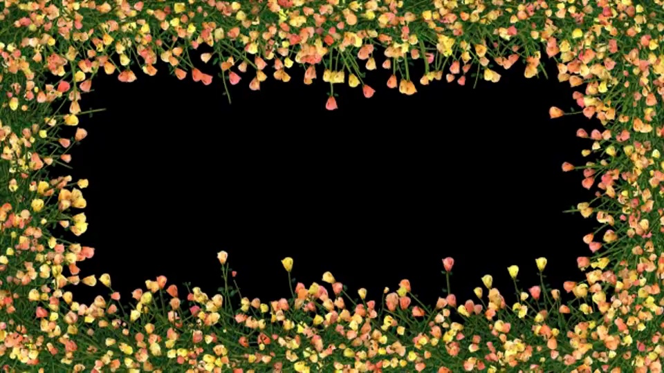 小小的黄色、橙色和粉红色的玫瑰围绕着黑色的背景长成一幅画框;白色的小花围绕着黑色的背景长成一幅画框。视频下载