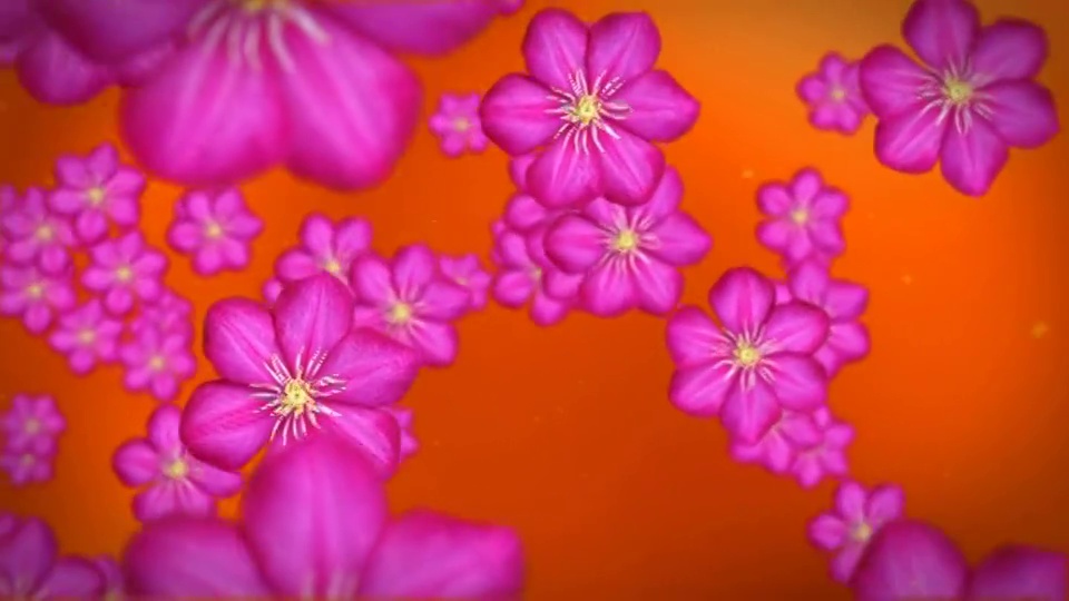 鲜艳的粉红色花朵漂浮在鲜艳的橙色背景下。视频下载