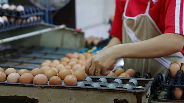 鸡场鸡蛋分拣过程视频素材