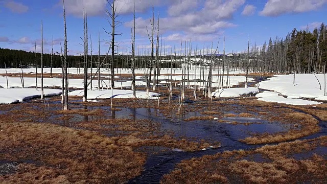 黄石国家公园喷泉油漆罐附近的枯树，冬天视频下载