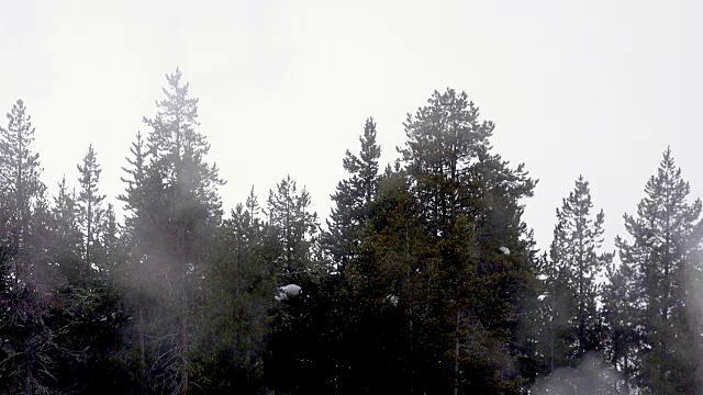 冬天，在黄石国家公园诺里斯间歇泉盆地地热区的蒸汽中，树木忽出现忽消失视频下载