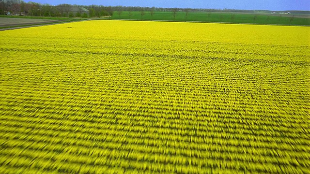 农场上空的鸟瞰图/ Den Helder，荷兰视频素材