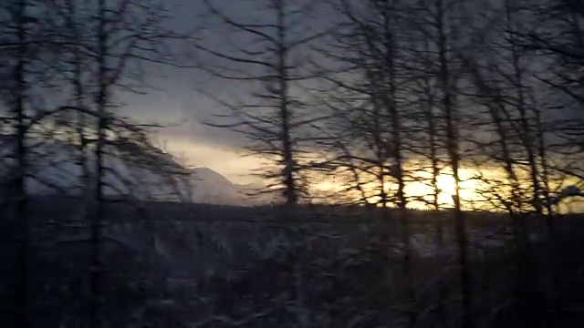 跟踪拍摄的日落通过树木视频素材