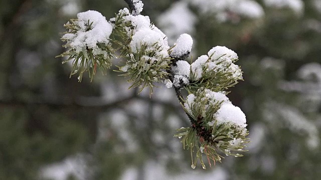 美国黄石国家公园的雪和冰的松树枝，冬天视频下载